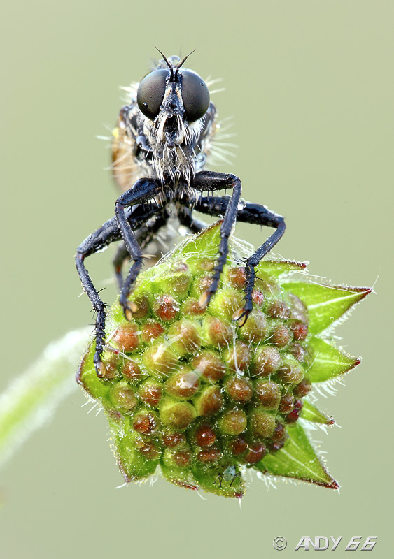 Asilidae